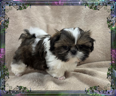 Tiny little female chinese imperial shih tzu puppies for sale teacup